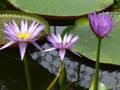 Purple water lily trio